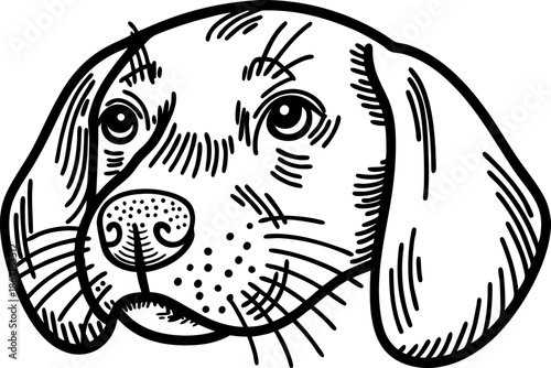 Close up black and white illustration of a dog head with detailed lines and shading