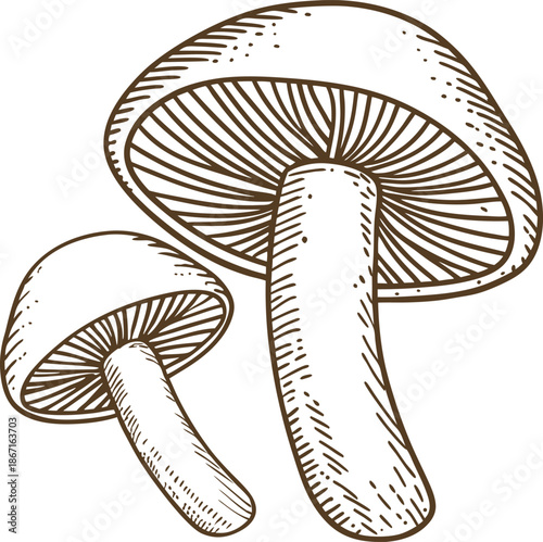 hand drawn mushrooms with detailed gills and stems, natural fungi illustration