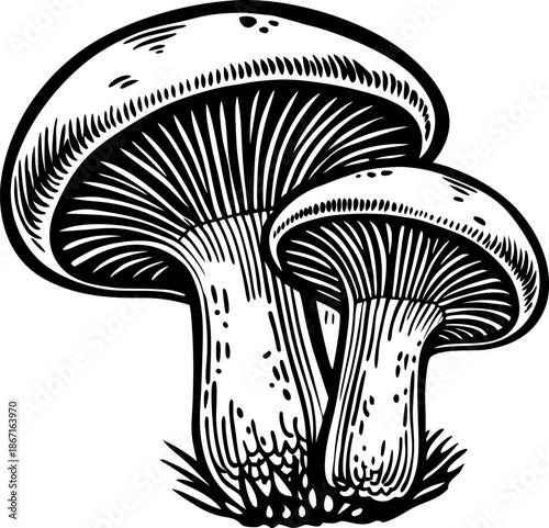 Two wild mushrooms with detailed gills and stems growing in grass, black and white botanical illustration