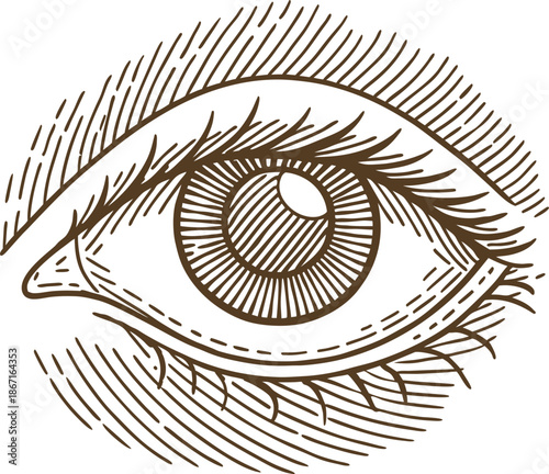Detailed hand drawn human eye illustration with lashes and iris in vintage engraving