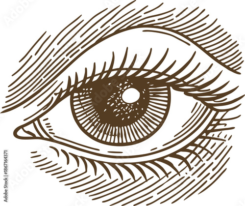 hand drawn detailed human eye illustration with eyelashes and eyebrow sketch