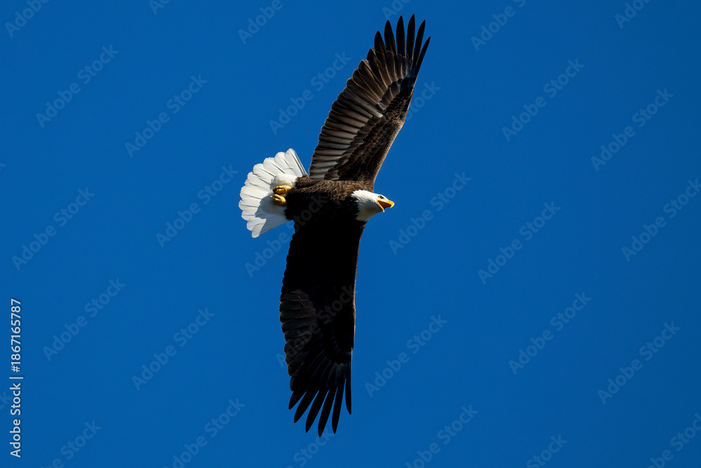 Obraz premium bald eagle in flight