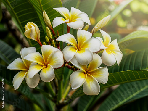 Close-Up of Plumeria Flowers Vibrant Tropical Garden Beauty