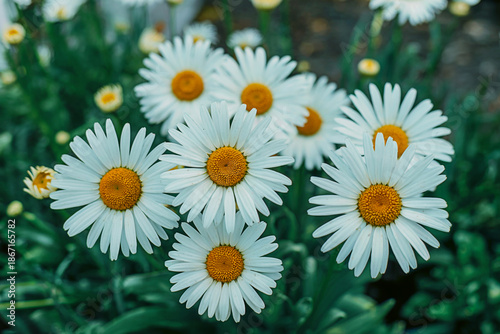 White daisy flower cluster growing in lush green background