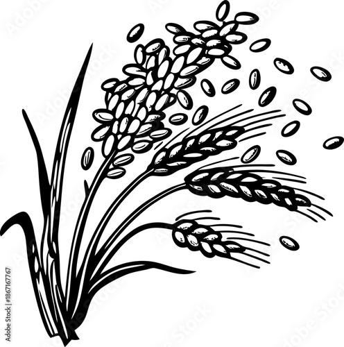 Wheat and rice stalks with grains falling, agricultural crops and cereal plants illustration