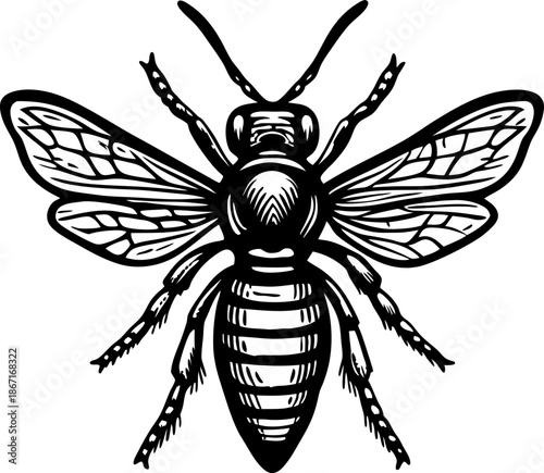 Detailed black and white bee illustration with wings, body, and antennae showing insect anatomy