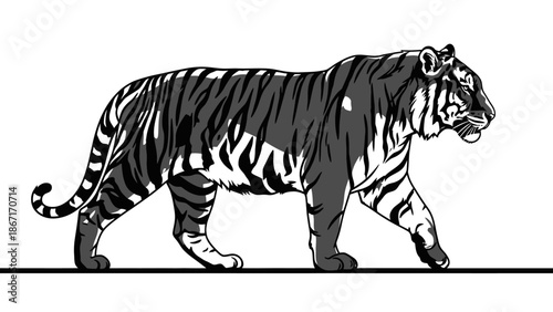A detailed black and white illustration of a tiger walking with its distinctive stripes clearly visible.