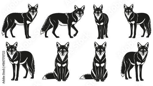 Collection of eight black and white illustrations of a fox in various poses, showcasing its anatomy and form.