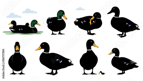 Collection of various black ducks with iridescent green heads and yellow beaks, depicted in different poses and from various angles.