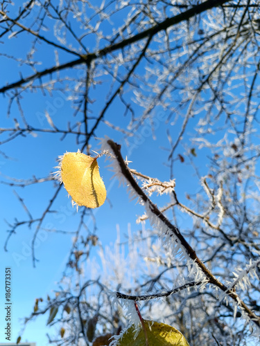 gelbes Blatt am Strauch nach dem ersten Frost mit Raureifspitzen 