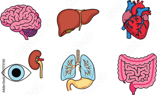 Human anatomy organs illustration set, featuring brain liver heart lungs kidneys eye stomach intestines digestive system medical education healthcare flat vector design infographic science