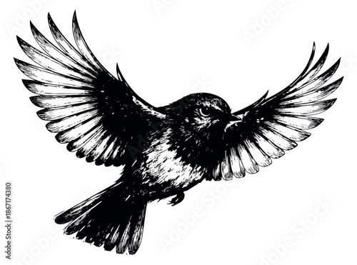 Hand drawn line art illustration of a bird depicting flight with outstretched wings for nature themed designs