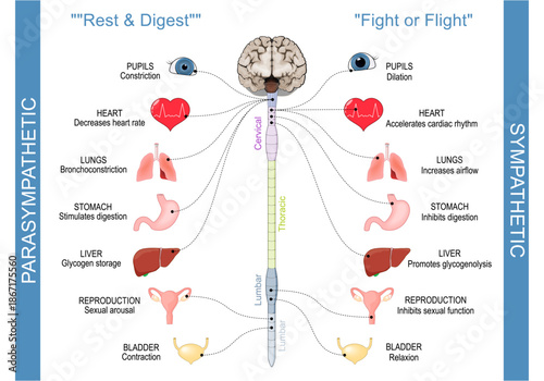 Sympathetic Nervous System And Parasympathetic Nervous System