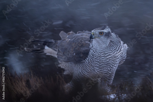 Northern goshawk in a harsh snowstorm