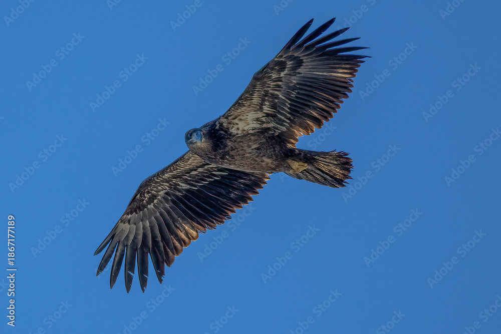 Obraz premium eagle in flight