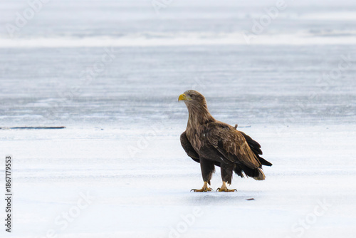 Bielik Haliaeetus albicilla, white-tailed eagle