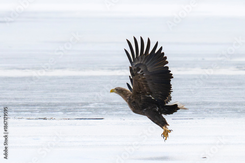 Bielik Haliaeetus albicilla, white-tailed eagle
