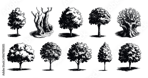 Collection of hand drawn black and white trees in a classic woodcut style featuring various forest designs and natural elements for vintage graphic projects and ecological illustrations