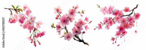 Watercolor cherry blossom and sakura blossom branch collection. Spring flowers in soft shades are perfect for romantic designs, Japanese-style projects and seasonal artwork.