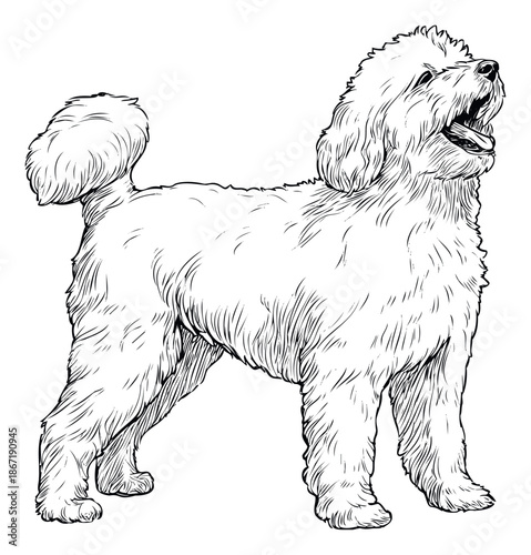 Charming line drawing of a curlyhaired dog looking upwards, ideal for coloring pages, pet care product packaging, or decorative prints for animal lovers.