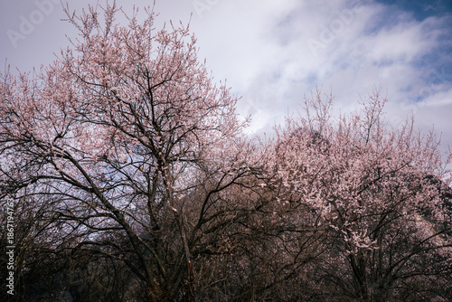 Fotografie Blooming peach blossom in spring tibet,China