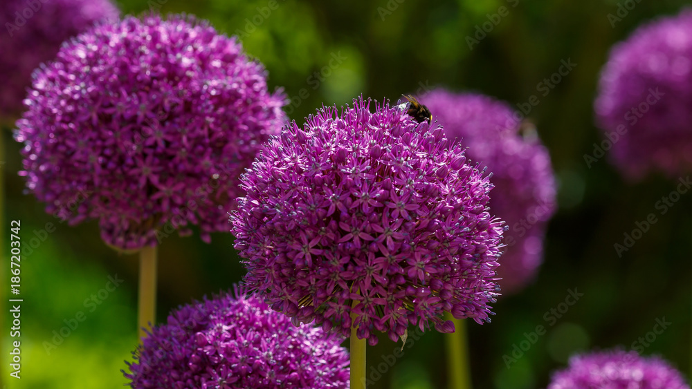 Obraz premium Bumblebee on Allium giganteum flower. Floral background. Natural Wallpaperю