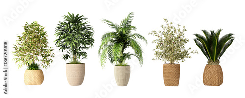 Set of plant in pot isolated on white
