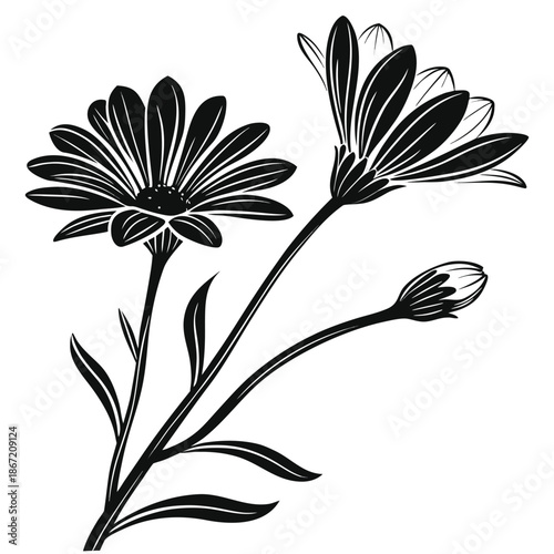 Osteospermum Flowers with Elongated Petals and Slender Stems