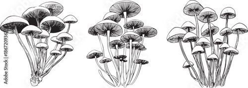cluster of honey fungus mushrooms drawn as a fine black vector outline with slender stems and rounded caps