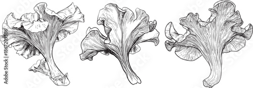chanterelle mushroom illustrated as a delicate black vector outline with funnel-shaped cap and softly wavy edges