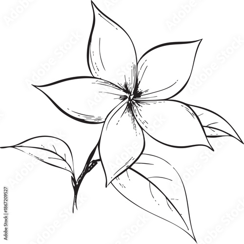 star-shaped stephanotis flower illustrated as a crisp black vector outline with pointed symmetrical petals