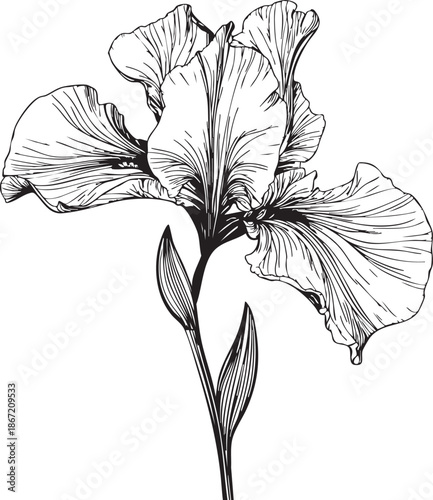asymmetric iris flower illustrated as a graceful black vector outline with flowing curved petals