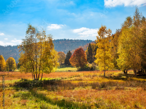 Moorwiese mit Birken bei Menzenschwand im Schwarzwald im Herbst, Baden-Württemberg, Deutschland