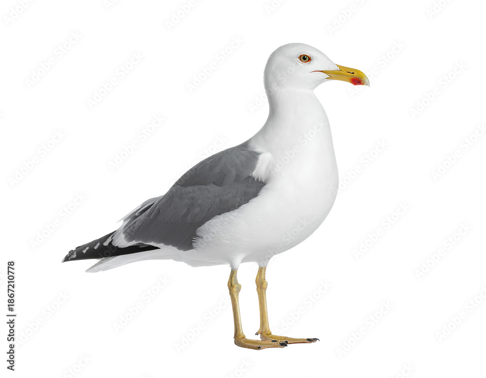 Fototapeta premium Isolated standing seagull on blank background__ 