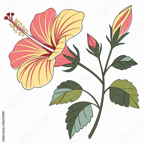 Abutilon Flowers with Bell Petals and Serrated Leaves