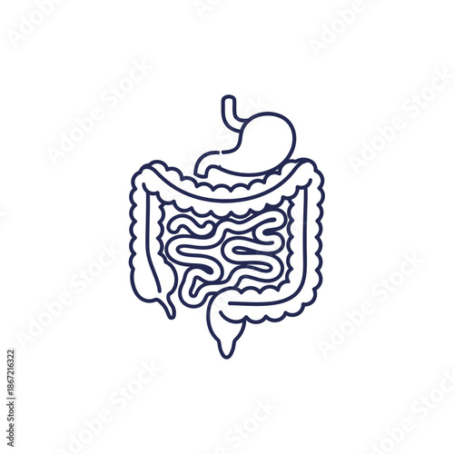 Minimalist Line Drawing of Human Digestive System with Intestines and Stomach