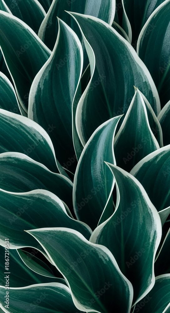 Obraz premium Close-up of dark green leaves with white edges, creating a lush and textured pattern. Symbolizes nature, growth, and serenity, ideal for botanical or wellness themes