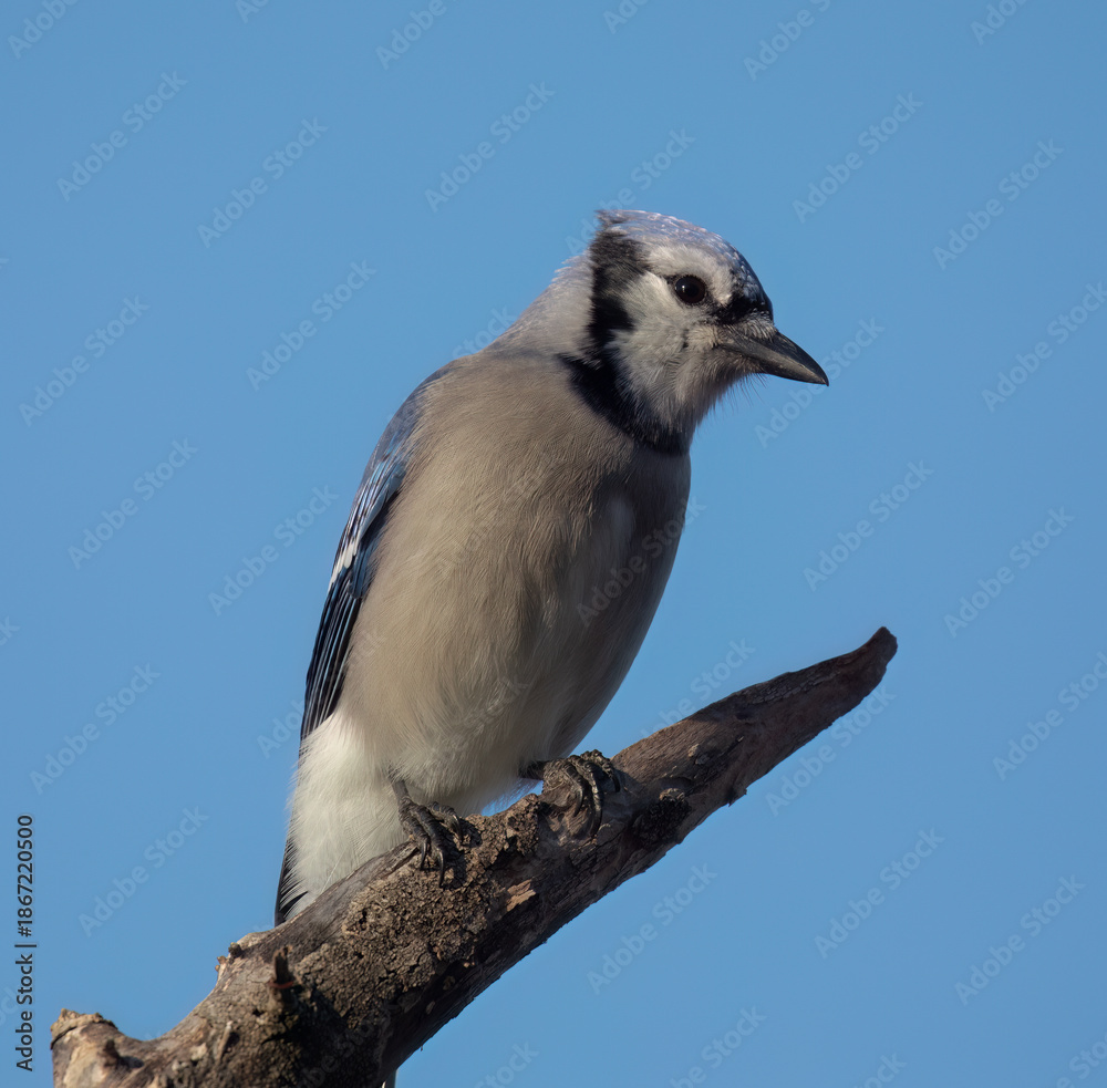 Obraz premium Blue Jay