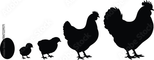Chicken silhouette vector illustration, hen rooster chick egg growth stages, farm poultry life cycle, black white animal design graphic collection