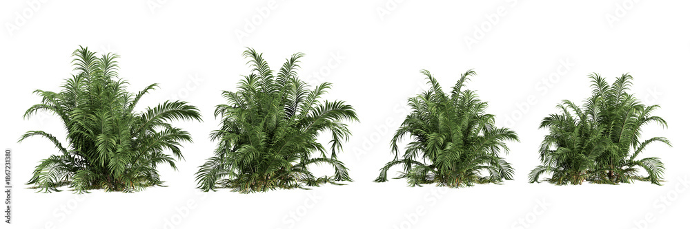 Obraz premium Set of palm tree isolated on white