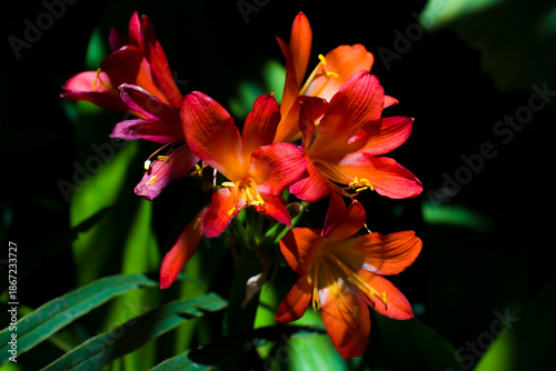 Fototapeta Naklejka Na Ścianę i Meble -  Kwitnący kwiat Frezji 2025