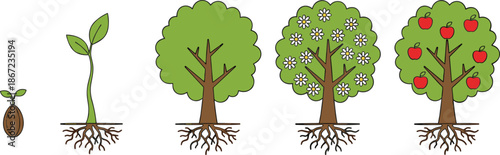 Tree growth stages illustration showing seed, sprout, young tree, flowering and fruiting apple tree lifecycle isolated on white