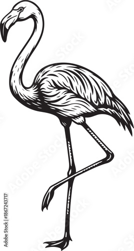 Vintage Hand Drawn Flamingo Vector Illustration Standing on White Background