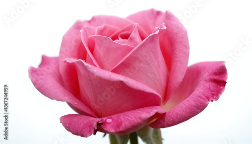 A close-up of a pink rose in full bloom with delicate petals and gentle lighting, HD and 4k image