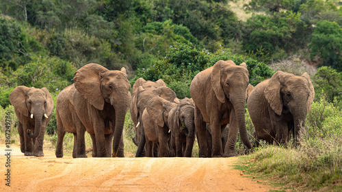 Canvas Print her of elephants walking slowly towards the camera