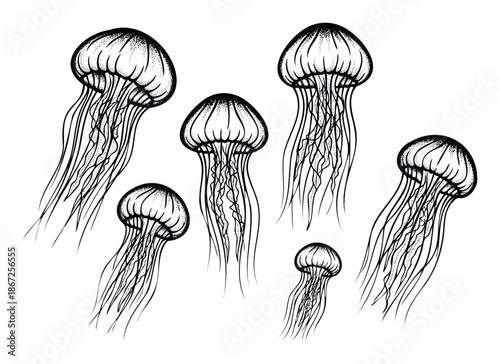 Graceful sea jellyfish group swimming in the ocean, depicted with a vintage black and white etched linework style, perfect for aquatic biology studies or natural history publications