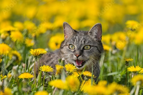 A tabby cat lies in a meadow full of blooming dandelions