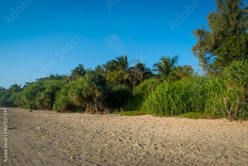 Many green trees and blue sky on the beach