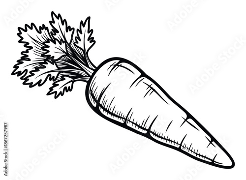 A detailed black and white line drawing of a fresh whole carrot with its vibrant green leafy tops, perfect for organic farm branding, healthy food recipes, and nutritional guides.