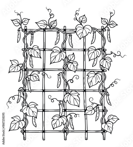 Pea plant climbing on a garden trellis with ripe pods and curling tendrils, illustrating sustainable agriculture and homegrown food for gardening publications or farmtotable menus.